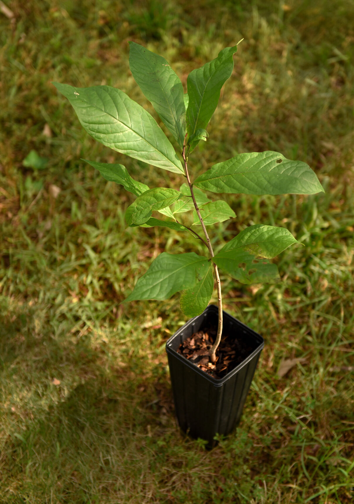 Bashavia Gardens pawpaw